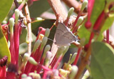 Hypolycaena philippus